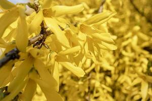 forsitia amarillo flores en Delgado ramas de enorme cobertura en primavera Dom foto