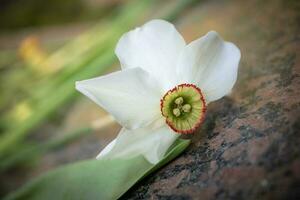 A white daffodil flower with yellow center lying on brown marble stone bokeh effect photo