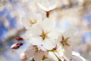 White flowers of japanese cherry close up in the spring garden park photo