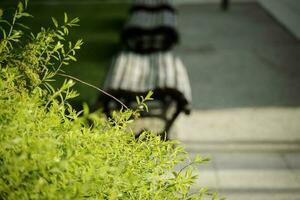 Lemon verbena bush light green young leaves with a wooden park bench and walking path in a public park on the background photo