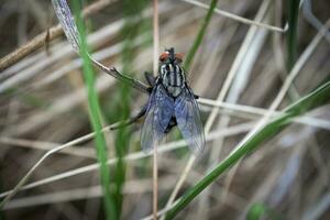 Big black fly with textured back and wings sitting on grass macro photography of an insect photo