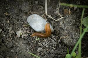 Little brown slug without shell crawling on a white stone in humid soil with little green plants around it photo