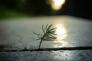 Tiny pine tree twig growing between marble blocks in sunset light background photo