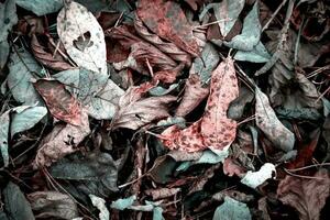 Colorful pink and turquoise autumn fallen leaves on brown forest soil background photo