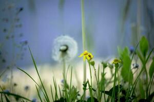 blanco diente de león Entre verde césped con amarillo flores en azul agua antecedentes foto