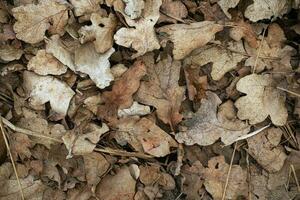 Looking down at brown oak leaves carpen on the ground for texture or background photo