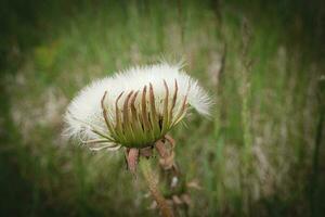 medio cerrado blanco mullido diente de león cabeza ese se parece un mano de un extraterrestre participación blanco piel en verde bokeh antecedentes foto