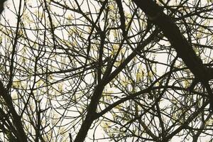 Silhouette of dark tree branches with moss and small leaves in spring sky photo