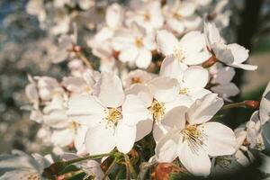 Big white japanese cherry Sakura blossoms on blurry background photo