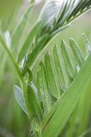 Bush Vetch grass without flowers surrounded by green long grass in a spring meadow photo