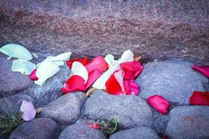 Rosa flor pétalos rojo y blanco acostado en rocas de un antiguo la carretera después Boda ceremonia foto