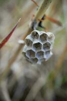 Small wasp nest on a stem of a meadow grass with blurred mother wasp on a background photo