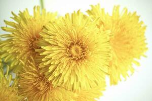 Glass cup with yellow dandelion flowers standing on a white window sill on beige background photo