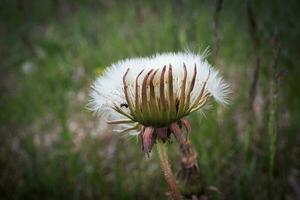 Half closed white fluffy dandelion head that resembles a hand of an alien holding white fur with an ant on green bokeh background photo