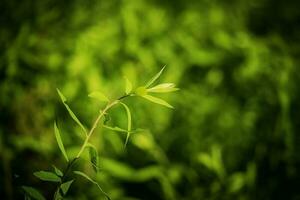 Lemon verbena hedge leaves thin branch or spring twig in sunlight green full screen background photo