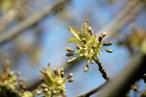 Big japanese cherry Sakura closed buds on branch on blue blurry background photo