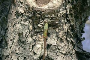 Young green leaves in a bud coming out from small branch on old tree bark background illuminated by the day sun photo