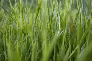 Green leaves of juicy long grass on spring ryegrass pasture in sunlight side view photo