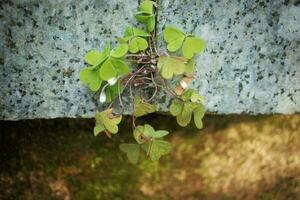 Wood sorrel white closed buds with clover like leaves between two granite blocks of stairs photo