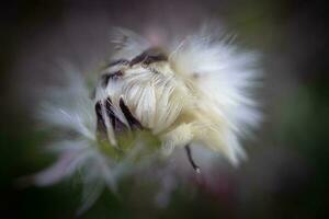 Half closed white fluffy dandelion flower artistic photography on dark blurry background photo