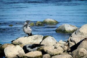 Two crows with black tails sitting on dry rocks near the blue river water on sunny day photo