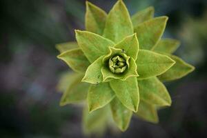 Star like pointy leaves plant with closed center top down view on dark background photo