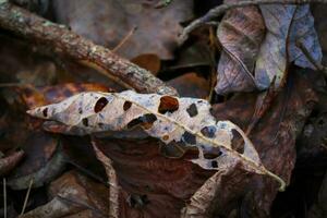 A dead brown curled leaf with holes lying on other brown dry leaves forest background photo