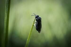 Black big fly bug sitting on tall green grass on blurry green background photo