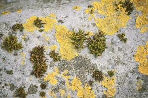 Plenty of small golden colored maritime sunburst lichen with green moss growing on a big rock surface natural blurred background photo