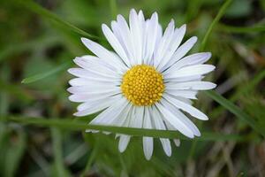 Close-up of common daisy in long green grass in a meadow photo