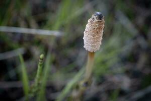 Field horsetail textured bud sprout closeup growing on swamp ground selective focus on blurred dry grass background photo