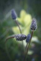 Plantago lanceolata narrow leaf weed on cultivated or disturbed land artistic photography with three buds on long stems on blurred meadow background photo