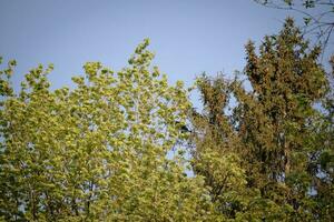 Tree tops with young spring leaves and pinecones on blue evening sky background photo