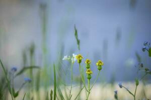 Tiny yellow and blue flowers closed and open with long grass on blue water background photo