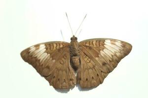 Euthalia aconthea or common baron butterfly isolated on white background photo