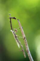 empusa pennata perchas en un seco rama con bokeh antecedentes foto