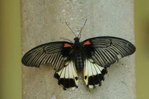 papilio memnon aterrizado en el cemento pared foto