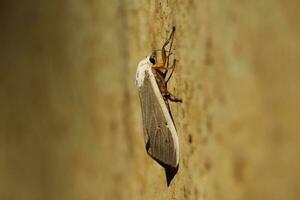 Creatonotos transiens perched on the wall photo