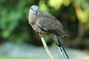 Geopelia striata with bokeh background.in Indonesia it is called burung perkutut photo