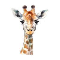 Watercolor giraffe isolated on transparent background. png