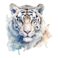 Watercolor white tiger animal isolated on transparent background. png