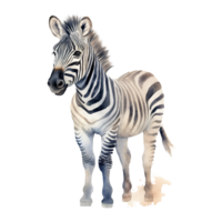 Watercolor little zebra isolated on transparent background. png