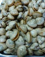 Heap of seashell ,venus shell at fresh food market,clams on sale photo