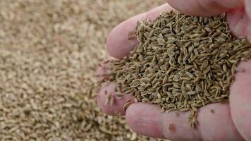 dry dill seeds pouring on pile, rotating closeup with slo-mo video