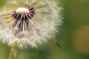 Dandelion With Seeds Close up photo