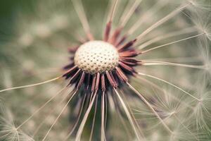 Dandelion With Seeds Close up photo