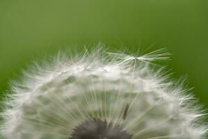 Dandelion With Seeds Close up photo