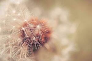 Dandelion With Seeds Close up photo