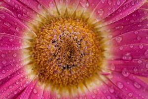 Pink Daisy gerbera Flower Close up photo