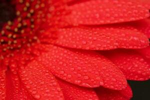 Red Gerbera Flower Close up photo